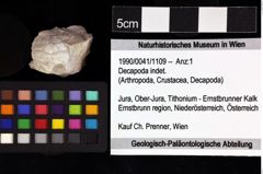 Foto (Objket + Etiketten) von Decapoda indet. 